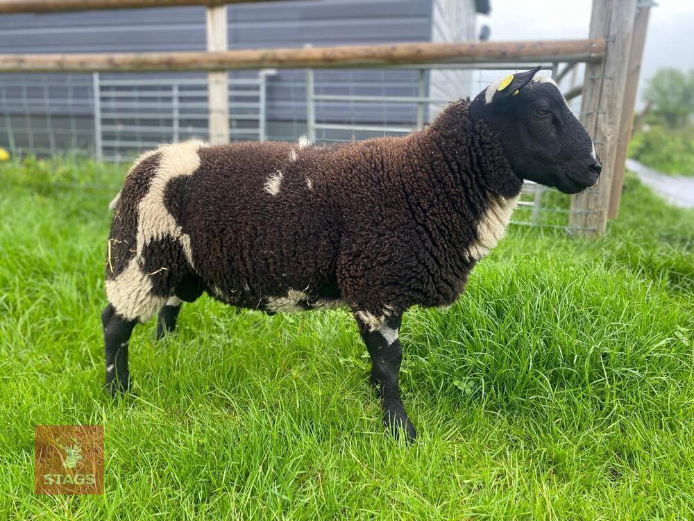 5MO PEDIGREE DUTCH SPOTTED RAM LAMB