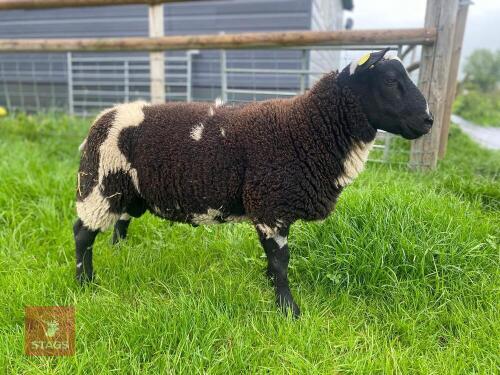 5MO PEDIGREE DUTCH SPOTTED RAM LAMB