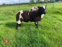 5MO PEDIGREE DUTCH SPOTTED RAM LAMB - 4