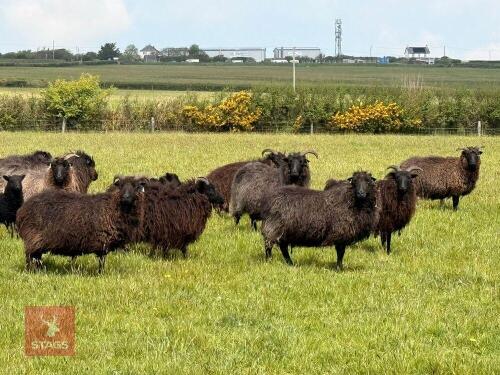 FLOCK OF HEBRIDEAN SHEEP - BIDS PER LIFE