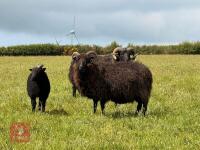 FLOCK OF HEBRIDEAN SHEEP - BIDS PER LIFE - 6