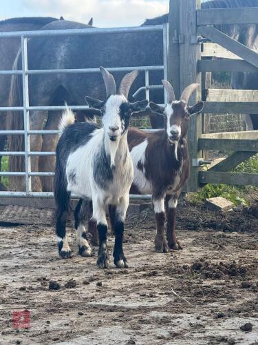 3 TOGGENBURG X WETHER KIDS - BIDS FOR THE GROUP
