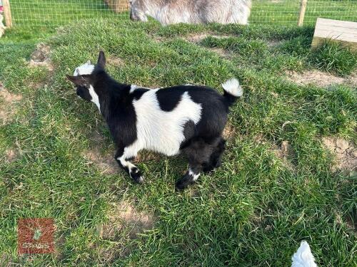 3MO PYGMY BILLY GOAT