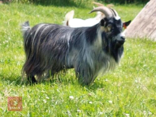 6YO PEDIGREE PYGMY BILLY GOAT