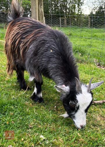 1YO PEDIGREE PYGMY NANNY
