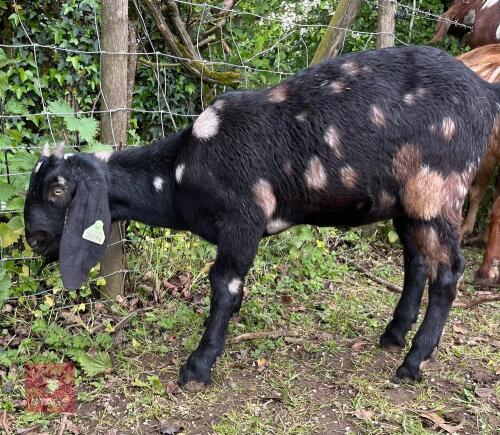 3 ANGLO NUBIAN WETHER GOATS - BIDS PER LIFE