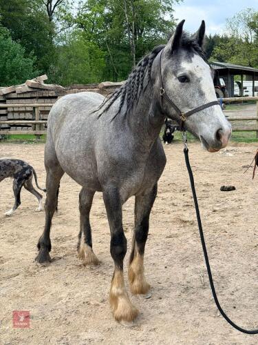 YEARLING PRE FUSION GELDING