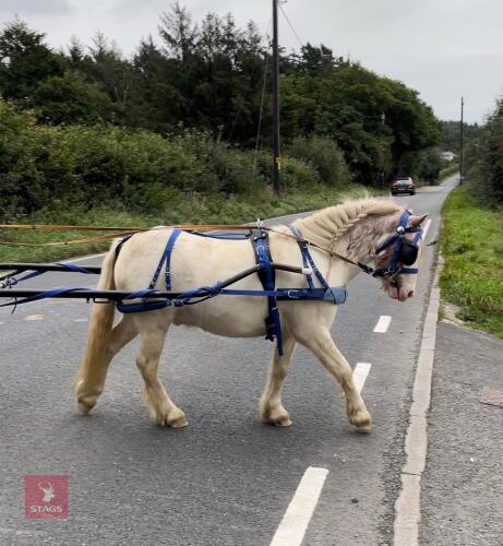 8YO RIDE & DRIVE 12.2HH GELDING