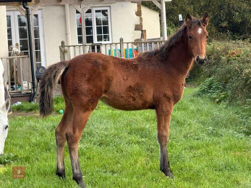 1YO IRISH SPORT X CONNEMARA FILLY