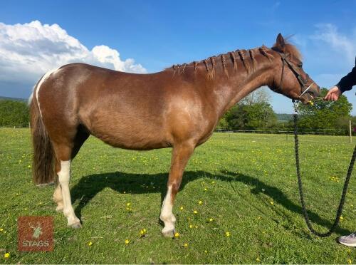 3YO 11.2HH DARTMOOR HILL PONY MARE