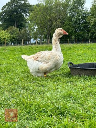 PAIR OF BUFF DEWLAP TOULOUSE GEESE - BIDS PER LIFE