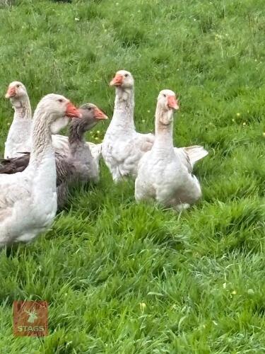 PAIR OF BUFF DEWLAP TOULOUSE GEESE - BIDS PER LIFE