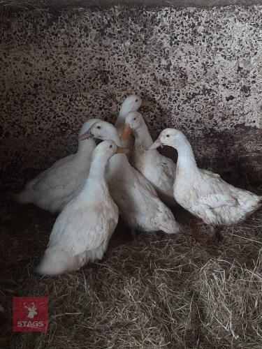 6 FEMALE CHERRY VALLEY DUCKS - BIDS PER LIFE