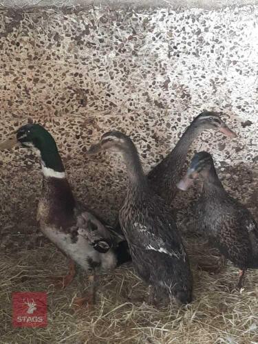 QUARTET OF RUNNER X CHERRY VALLEY DUCKS - BIDS PER LIFE