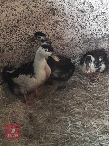 3 FEMALE MAGPIE DUCKS - BIDS PER LIFE