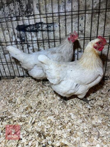 2 SPLASH BLUE MARAN X HENS - BIDS PER LIFE