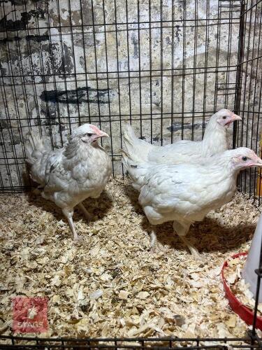 3 SPLASH BLUE MARAN X POL HENS - BIDS PER LIFE