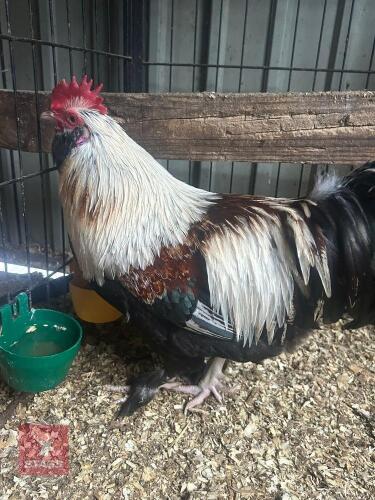 TRIO OF SALMON FAVEROLLE BANTAMS - BIDS PER LIFE