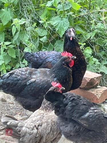 3 COPPER MARAN POL HENS - BIDS PER LIFE