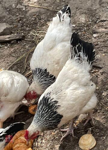 3 LIGHT SUSSEX POL HENS - BIDS PER LIFE