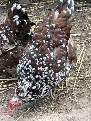 3 SPECKLED SUSSEX POL HENS - BIDS PER LIFE