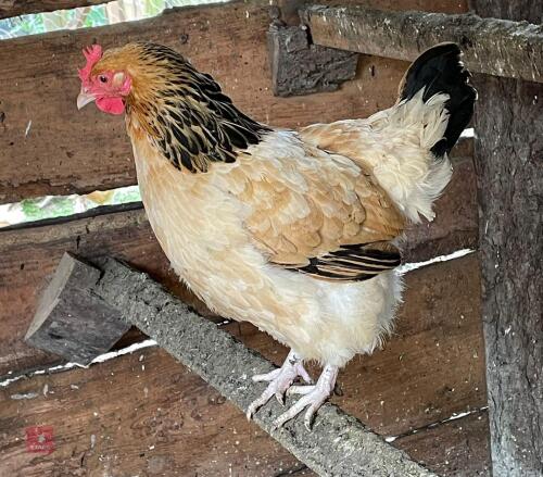 3 BUFF SUSSEX POL HENS - BIDS PER LIFE