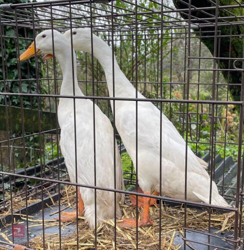 PAIR OF WHITE RUNNER DUCKS - BIDS PER LIFE