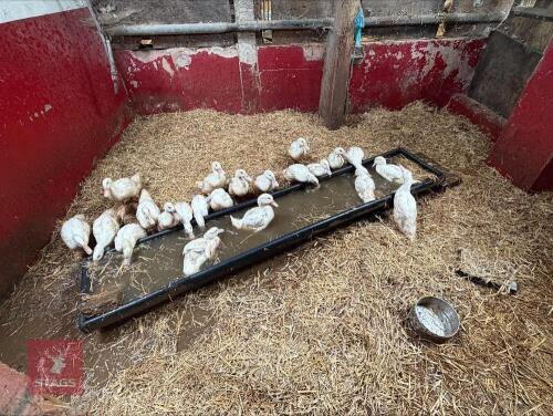 6 UNSEXED CHERRY VALLEY DUCKS - BIDS PER LIFE