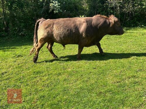 5YO PEDIGREE DUN DEXTER BULL