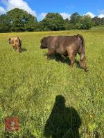 5YO PEDIGREE DUN DEXTER BULL - 2
