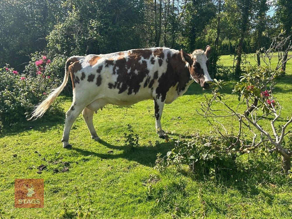 6YO PEDIGREE AYRSHIRE COW