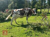 6YO PEDIGREE AYRSHIRE COW