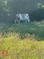 6YO PEDIGREE AYRSHIRE COW - 2