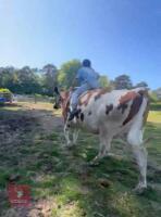 6YO PEDIGREE AYRSHIRE COW - 4