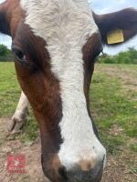 6YO PEDIGREE AYRSHIRE COW - 5