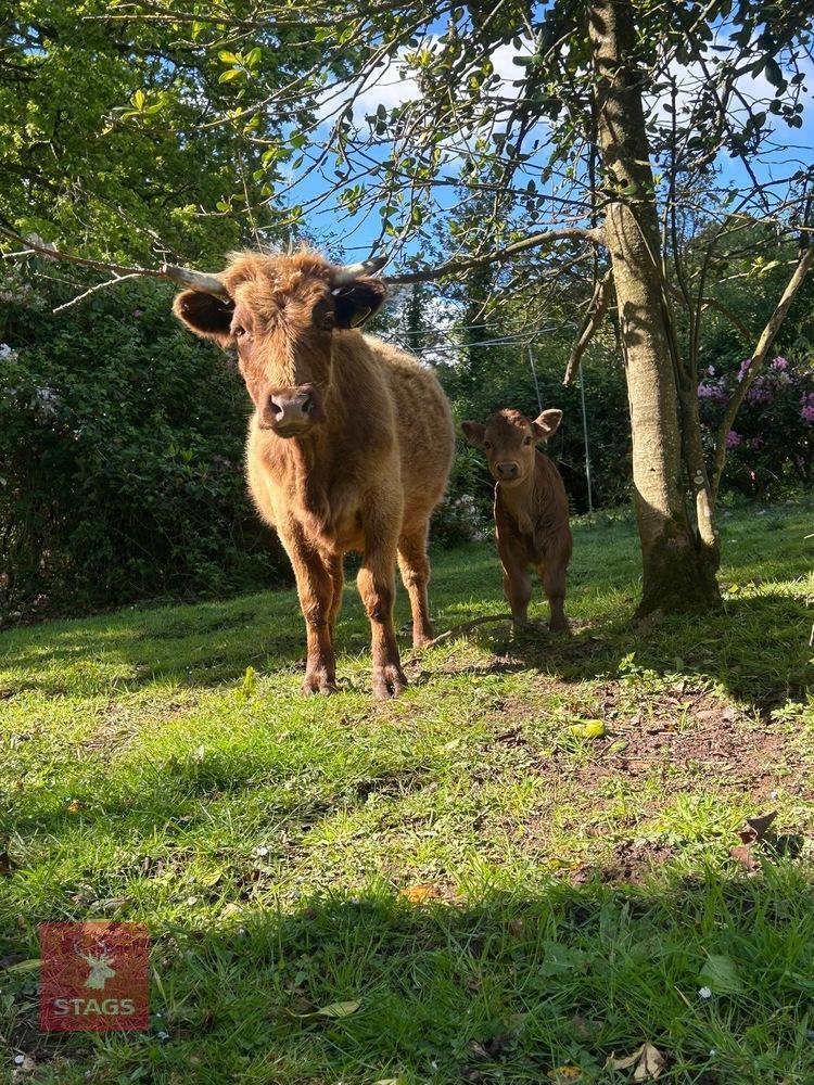 2YO PEDIGREE DEXTER COW WITH BULL CALF - BIDS FOR THE GROUP