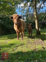 2YO PEDIGREE DEXTER COW WITH BULL CALF - BIDS FOR THE GROUP