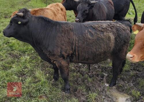 13MO PEDIGREE DEXTER STEER
