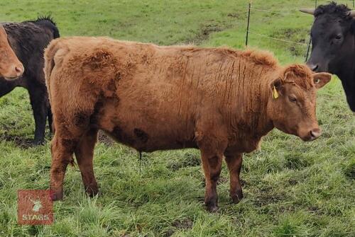 12MO PEDIGREE DEXTER STEER