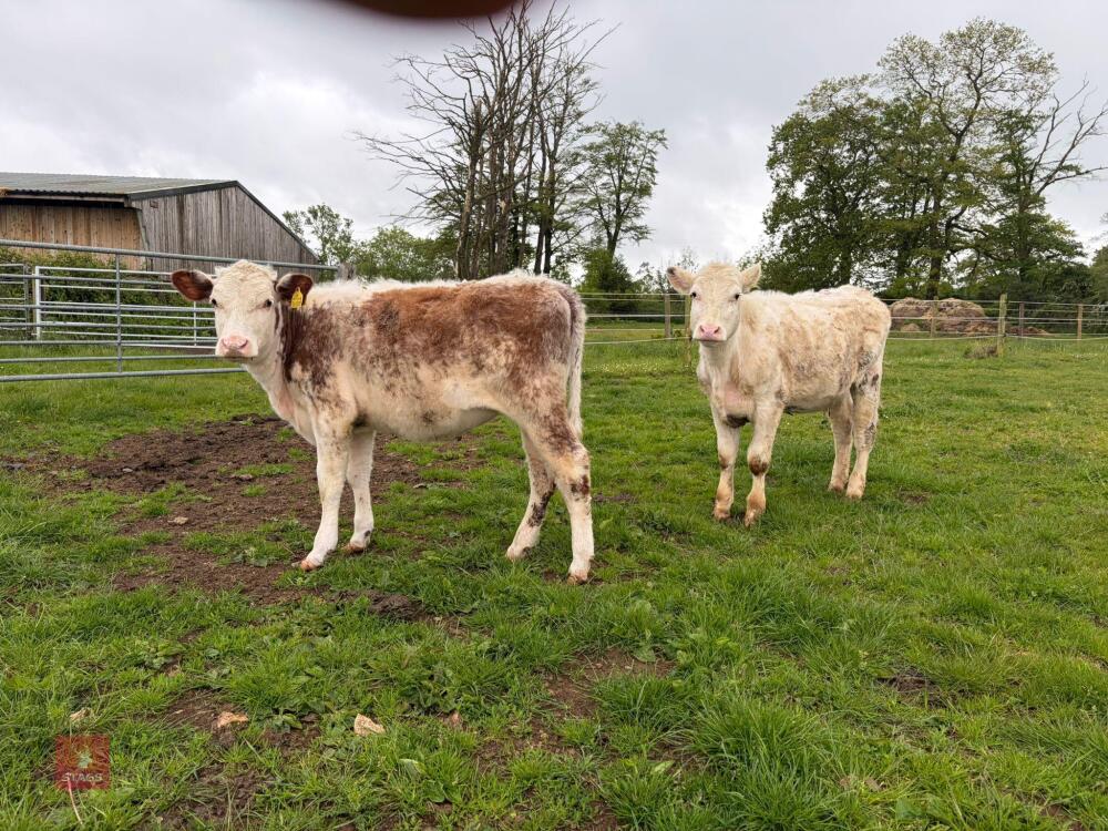 2 SHORTHORN X & HEREFORD X HEIFERS - BIDS PER LIFE