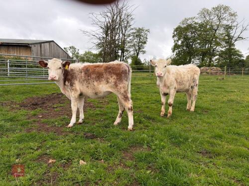 2 SHORTHORN X & HEREFORD X HEIFERS - BIDS PER LIFE