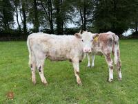 2 SHORTHORN X & HEREFORD X HEIFERS - BIDS PER LIFE - 2