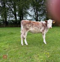 2 SHORTHORN X & HEREFORD X HEIFERS - BIDS PER LIFE - 3