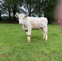 2 SHORTHORN X & HEREFORD X HEIFERS - BIDS PER LIFE - 4