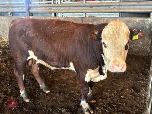 26MO PEDIGREE POLLED HEREFORD BULL