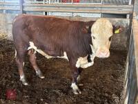 26MO PEDIGREE POLLED HEREFORD BULL - 2