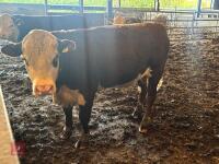 26MO PEDIGREE POLLED HEREFORD BULL - 6