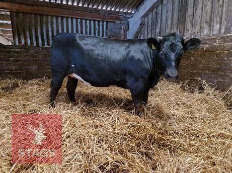 1YO LIMOUSIN X HEIFER