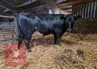 1YO LIMOUSIN X HEIFER - 2