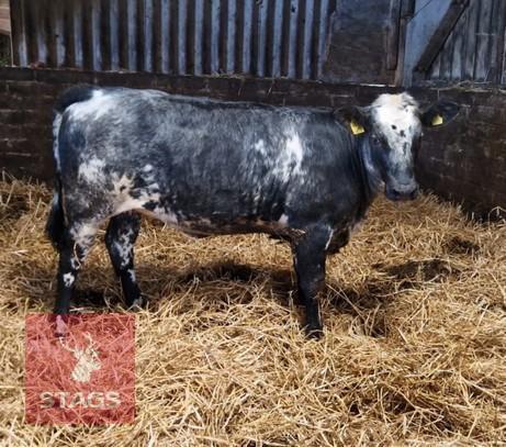 7MO BELGIUM BLUE X HEIFER